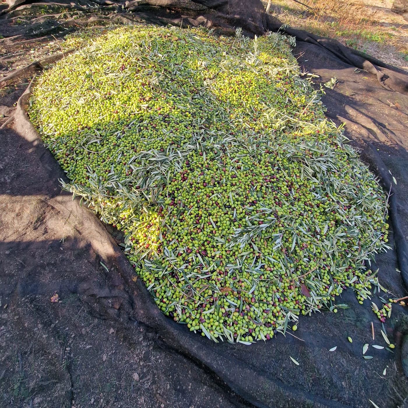 Coratina olives just harvested